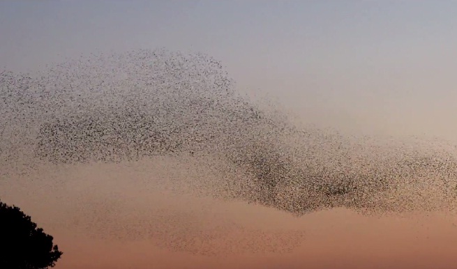 (Video) La danza de los pájaros confirma la magia de la naturaleza