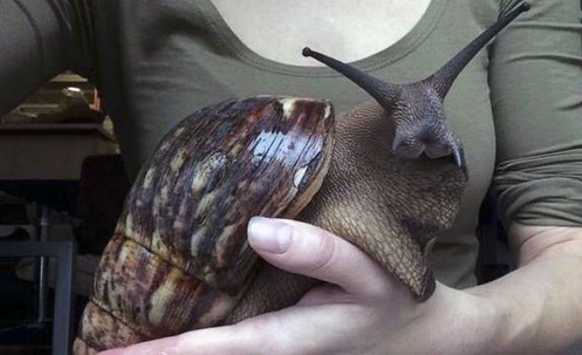 El grotesco caracol gigante que ha revolucionado las redes