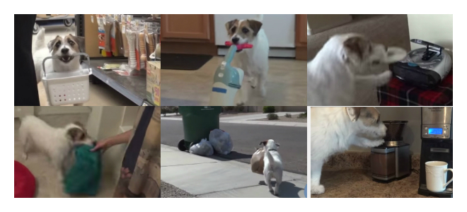 (VIDEO) Jesse, el perro que todo humano desearía tener