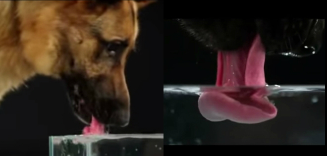 (VIDEO) ¿Qué sucede cuando los perros y gatos beben agua?