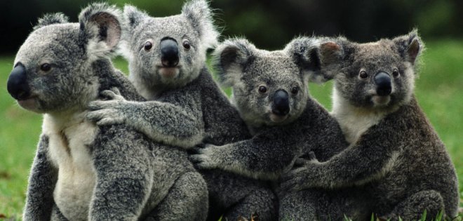 Australia mata a centenares de koalas que sufren hambre