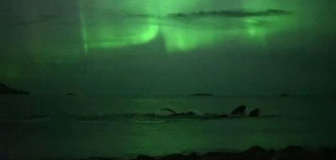 Así &quot;danzan&quot; las ballenas durante la aurora boreal