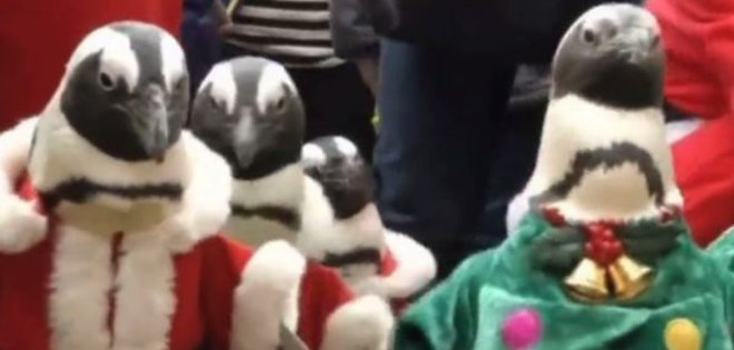 (VIDEO) Pingüinos desfilan por Navidad en zoológico de Corea del Sur