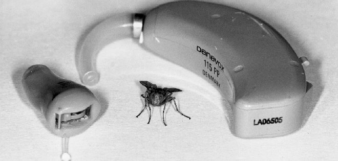 Científicos copian el mecanismo auditivo de una mosca