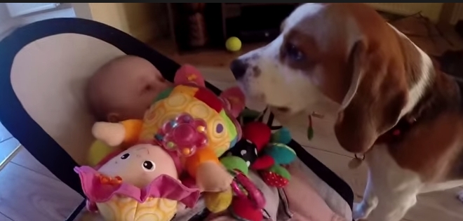 VIDEO: Perro llena de regalos a bebé tras robarle su juguete