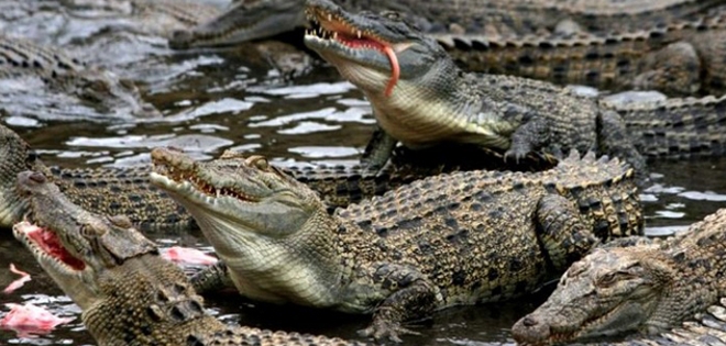 Mujer se suicida lanzándose a un estanque lleno de cocodrilos en Bangkok