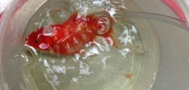 Salvan la vida de un pez dorado al extraerle un tumor cerebral