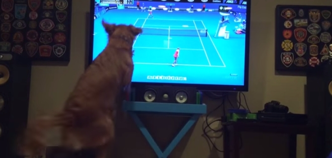 (VIDEO) Perro intenta atrapar la pelota durante partido del Australian Open