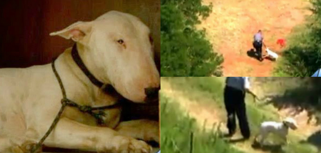 VIDEO: Leal perro se mantuvo junto al cadáver de su dueño