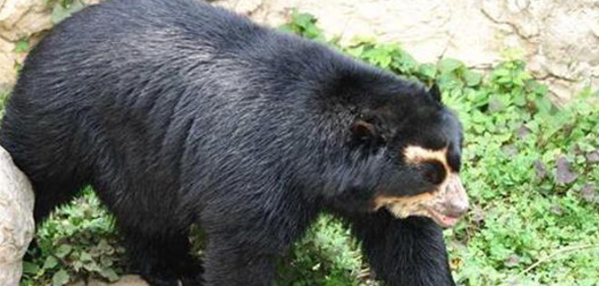 Autoridades ecuatorianas investigan la muerte de un oso en peligro de extinción