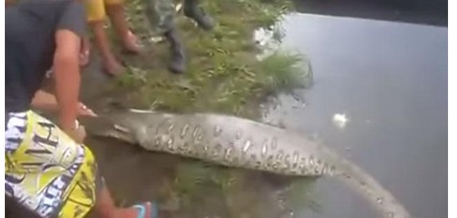 (VIDEO) Abren una serpiente para salvar a un cocodrilo en Filipinas