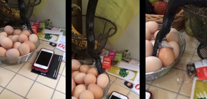 (VIDEO) Pareja descubre que una serpiente se comía los huevos del desayuno