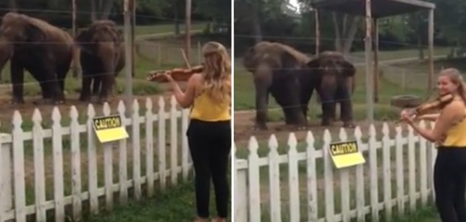 (VIDEO) Tiernos elefantes sorprenden con baile al ritmo del violín