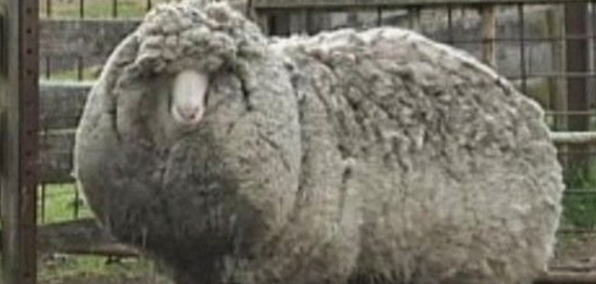 (VIDEO) La lanuda oveja que no pudo romper récord