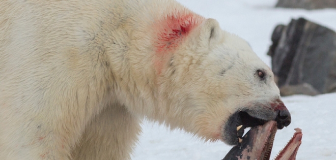 Captan por primera vez a un oso polar comiéndose un delfín