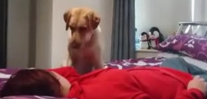 (VIDEO) Un perro salva a su dueña de un ataque de epilepsia