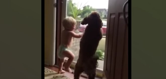 El recibimiento más tierno de un bebé y un perro cuando ven llegar a papá