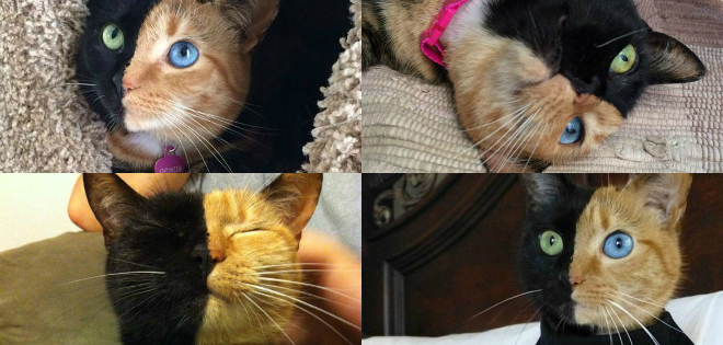 El misterio de la gata de dos caras que es furor en internet