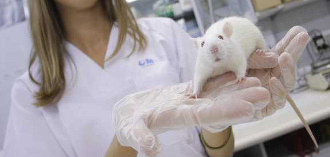Equipo nipón recrea la unidad básica del riñón a partir de célula de ratón