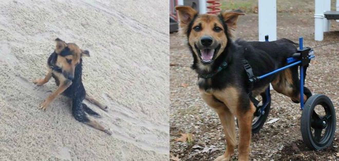 Internet ayudó a salvar a un perro callejero que se arrastraba en la playa