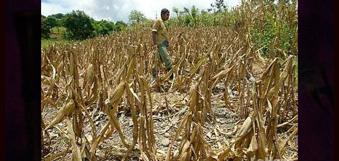 El Oro: sequía afecta a cultivos de maíz, fréjol y pepino