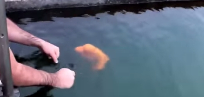 (VIDEO) Conoce al pez más cariñoso y juguetón del mundo