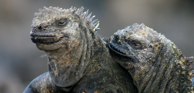 Dos años de cárcel para hombre que intentó llevarse iguanas de Galápagos