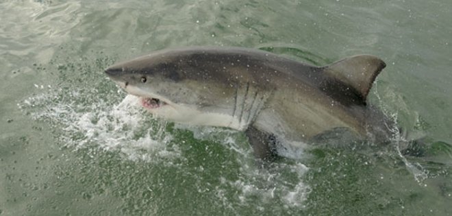 Dos jóvenes gravemente heridos por ataques de tiburón en costas de EE.UU.