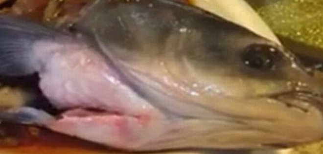 La cabeza de un pez &#039;zombi&#039; revive en el plato después de ser cocinada