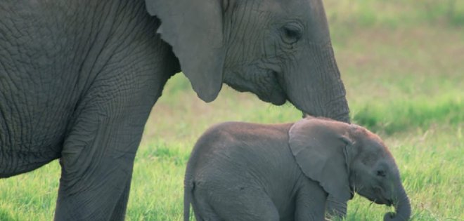 Elefantes jóvenes que dan a luz doblan el riesgo de morir