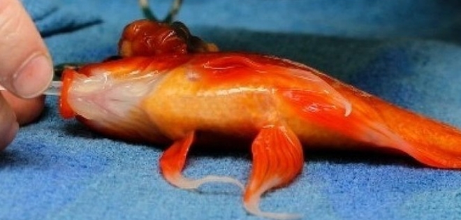 Salvan la vida de un pez dorado al extraerle un tumor cerebral