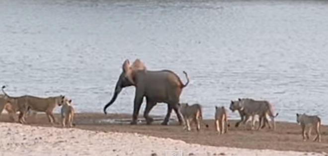 (VIDEO) Bebé elefante sobrevive a ataque de 14 leones