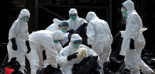 Japón ordena sacrificar 42.000 pollos por nuevo brote de gripe aviar