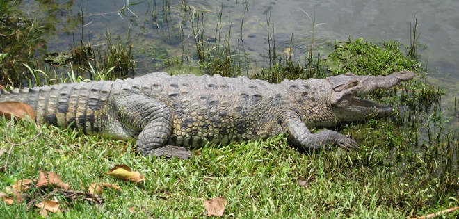 Capturan a enorme cocodrilo en Miami, pese a la ayuda que vecinos le dieron