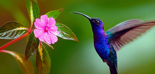 Quito anida a 55 especies de colibríes o &#039;quindes&#039;