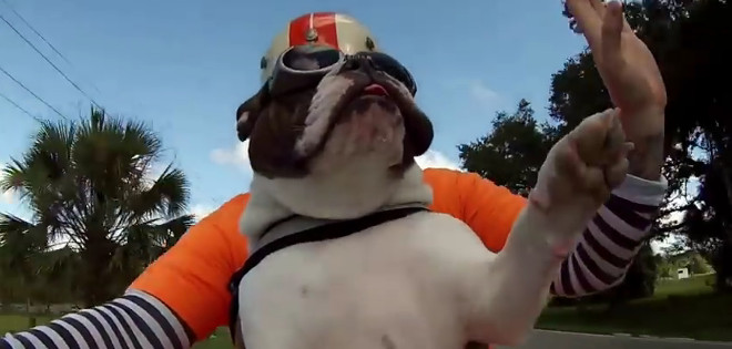 (Video) El perro motociclista que te enseñará a ser rudo