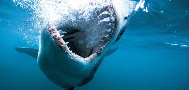 Un tiburón mata a un adolescente de 13 años en la isla francesa de La Reunión