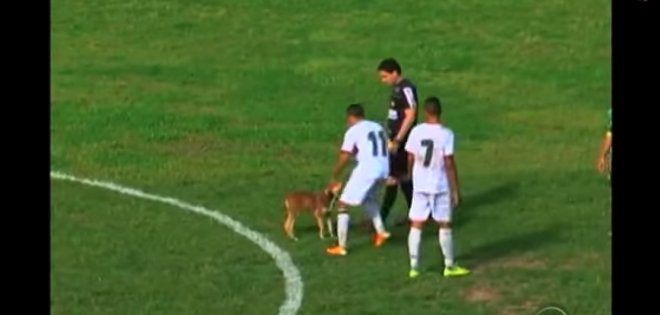 Bautizan como Suárez a perro que mordió a futbolista en un juego
