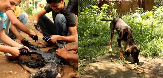 (VIDEO) Rescatan en India a perro que cayó en asfalto caliente