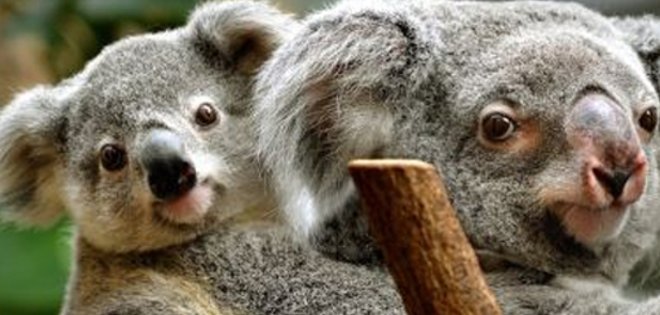 Un koala de paseo por un hospital australiano se viraliza en las redes