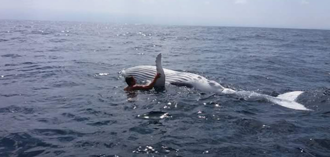 Hombre auxilia a ballenato atrapado en costas de la península de Santa Elena