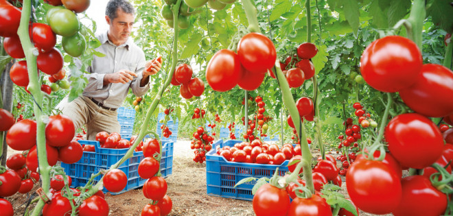 Científicos holandeses crean un tomate que crece 24 horas al día