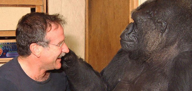 La historia de Koko, el gorila que lloró por Robin Williams