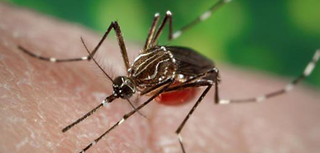 750 mil personas mueren por enfermedades transmitidas por mosquitos, según OMS