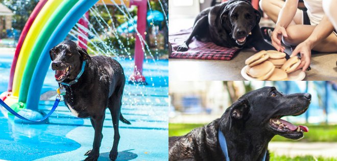 FOTOS: La conmovedora historia del último día de un perro