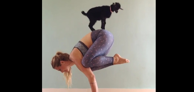 Instructora practica yoga junto a una cabra