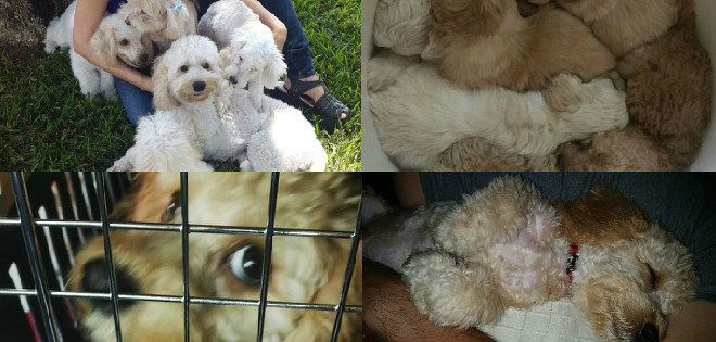 Conoce la historia de Buddy, el cachorro ecuatoriano que casi sacrifican