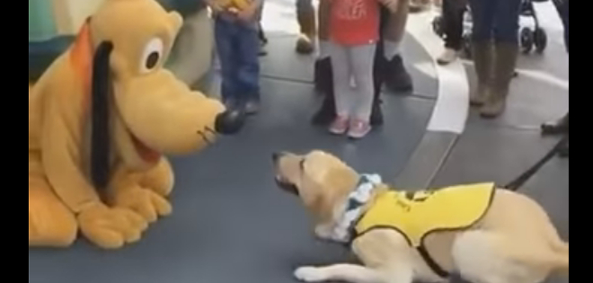 La reacción de un perro guía al encontrarse con Pluto
