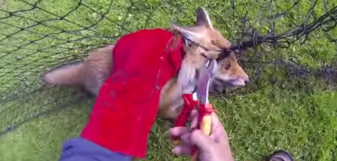 VIDEO documenta rescate a un bebé zorro en Reino Unido