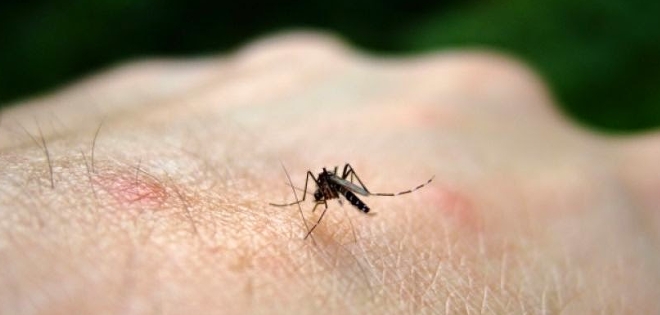 Ecuador inicia acciones para prevenir ingreso del virus Chikungunya